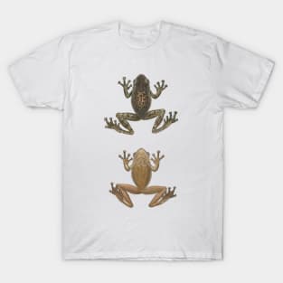 Cuban Tree Frog Vintage Antique Scientific Drawing T-Shirt